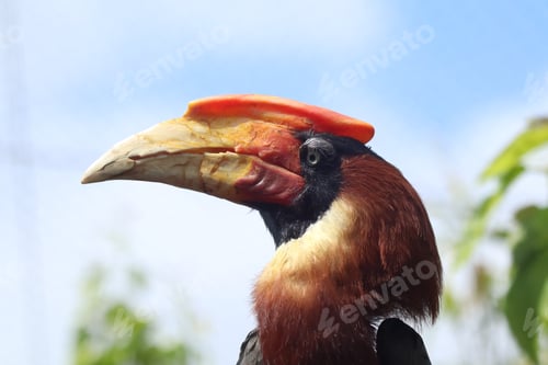 Preview: Close-Up of a Hornbill Bird with Vibrant Beak in Natural Setting