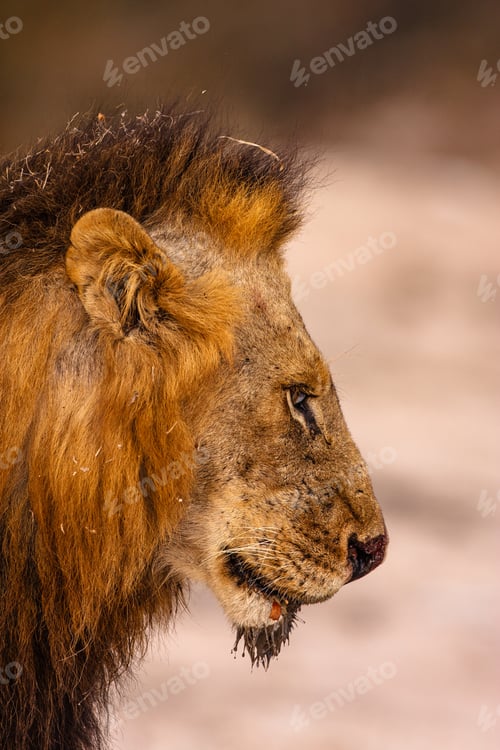 Preview: Male Lion