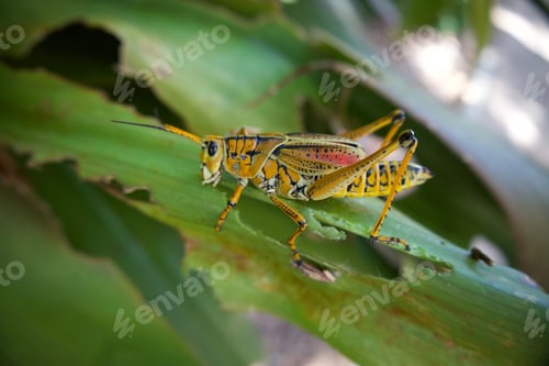Preview: Closeup shot of a bush cricket sitting on a green leaf