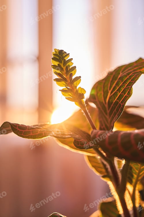 Preview: Blooming house plant against the backdrop of the dawn sun.