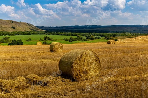 Preview: Fresh Hay bales in agriculture stubble field under fluffy blue sky