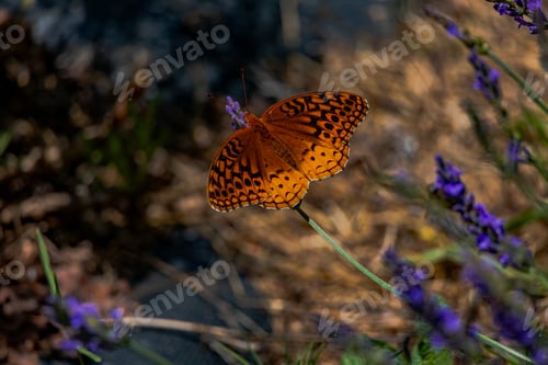 Preview: Butterfly in the lavender field