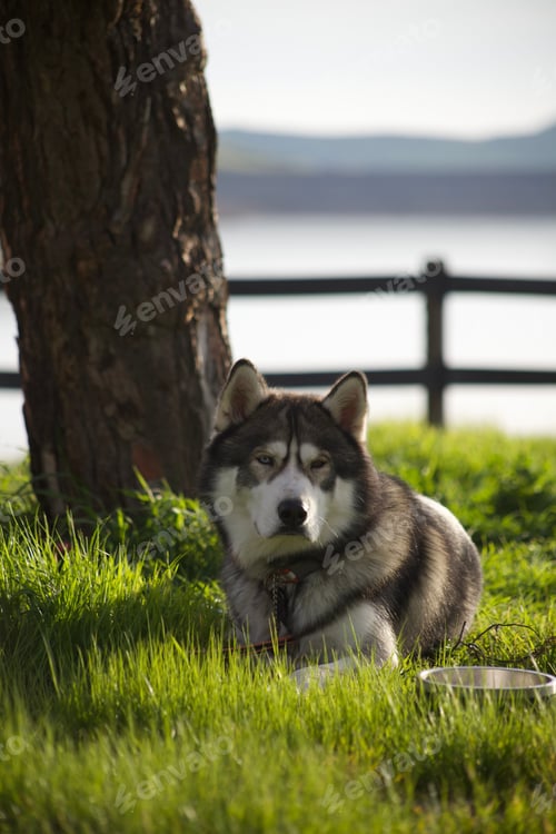 Preview: Beautiful husky dog is resting in a lush green grass meadow near a tall tree