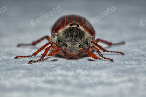 Preview: Amazing view of cockchafer beetle.