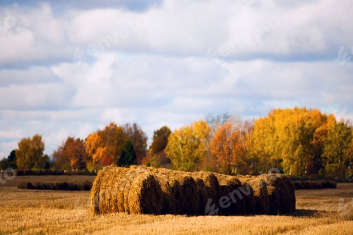 Preview: Straw in the field