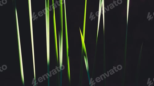 Preview: Light and shadow on green leaf stalks surface of Creeping Burhead aquatic plant on dark background