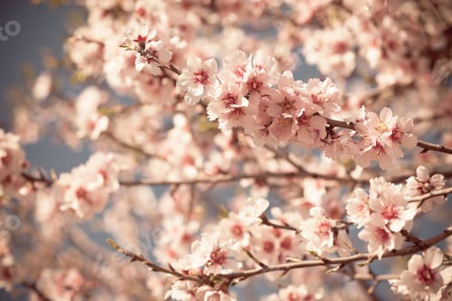 Preview: Pink Flowers Blooming Peach Tree at Spring