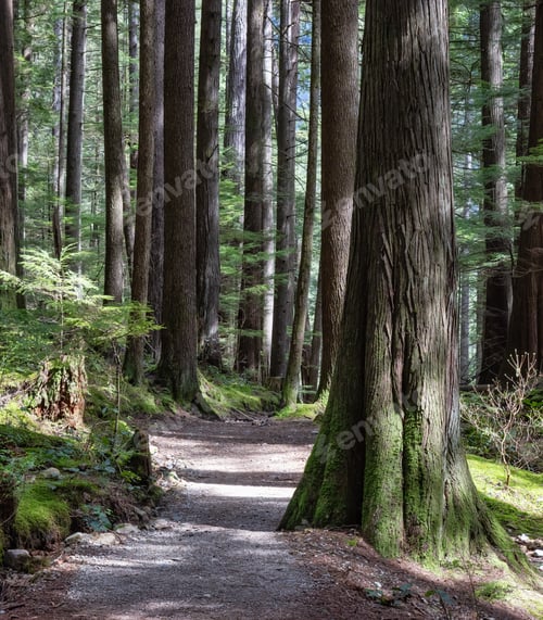 Preview: Scenic Path in the Forest with green trees.