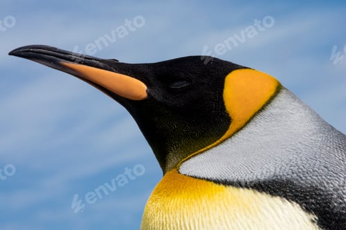 Preview: Portrait of King penguin (Aptenodytes patagonica), close-up, Port Stanley, Falkland Islands, South