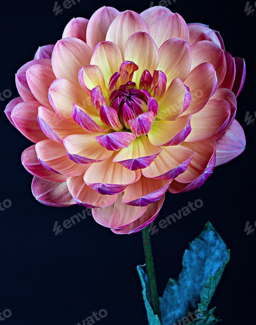 Preview: Bright colorful dahlia