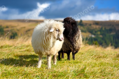 Preview: Sheep on a mountain pasture. Sunny autumn day