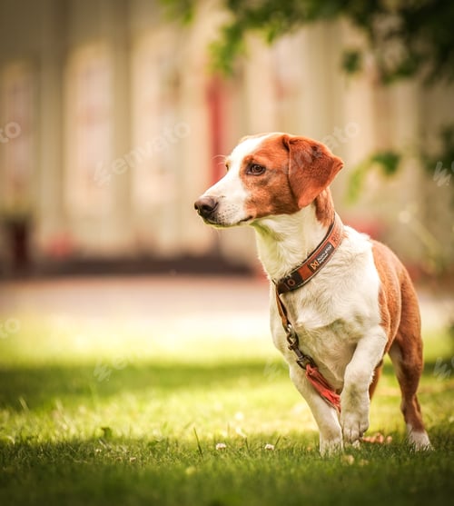 Preview: Drever hunting dog on a leash plays in a grassy field near a house.