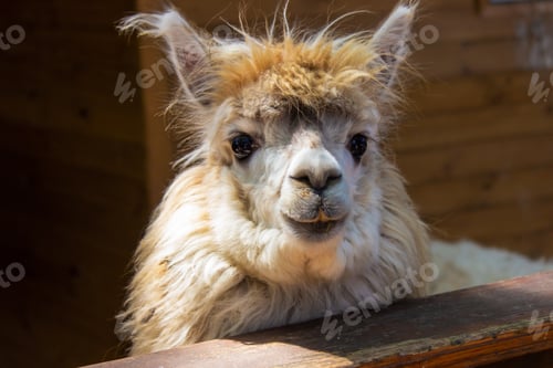 Preview: Alpaca looking into the camera.