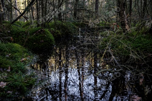 Preview: Swamp in spring
