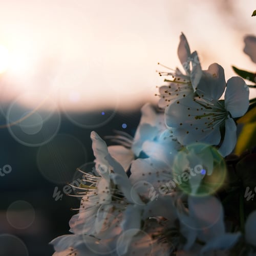 Preview: closeup of the pear blossom in spring on Sunset