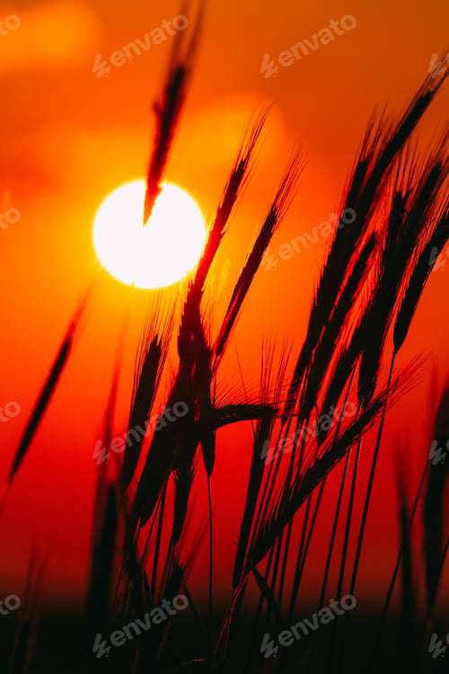 Preview: Summer Sun Shining Through Young Yellow Wheat Sprouts. Wheat Field In Sunset Sunrise Sun