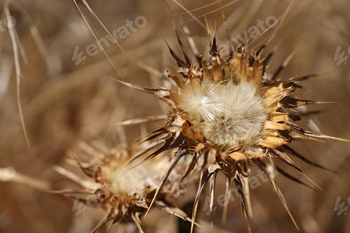 Preview: Closeup of a dried bushy plant in a field