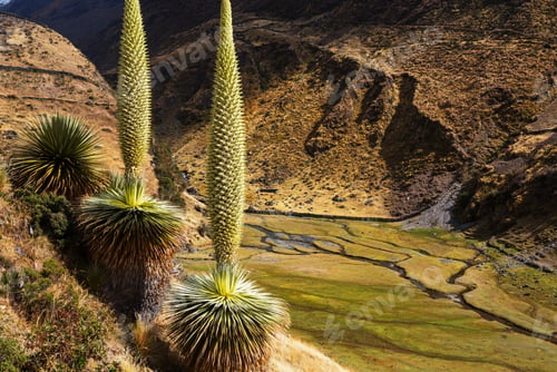 Lush Peruvian Highlands Valley with Towering Plants