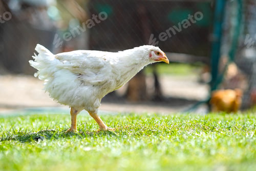 Preview: Hen feed on traditional rural barnyard. Close up of chicken standing on barn yard with green grass