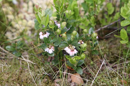 Preview: Small Lingonberry Bush Flowering