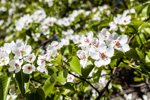 Preview: white blossoms of apple tree in city park close up