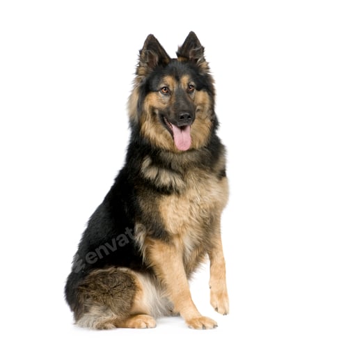 Preview: German shepherd (3 years)