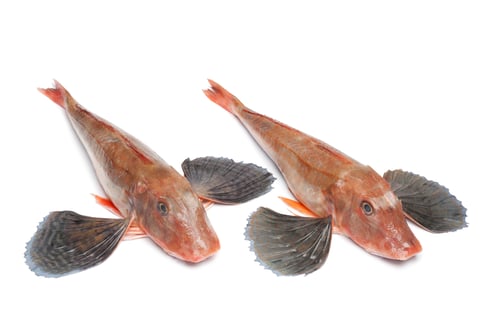Preview: Red tub gurnard fishes