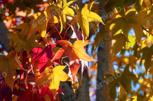 Preview: Close up of American sweetgum foliage