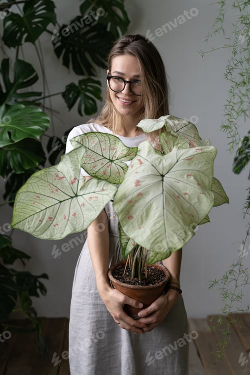 Preview: Happy woman gardener holding flower caladium houseplant with large white leaves. Love for plants