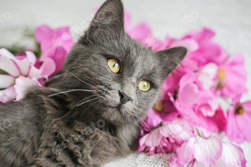 Preview: Adorable gray cat and pink flowers