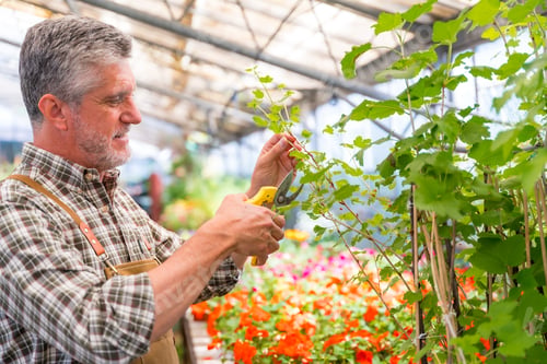 Preview: Gardener working in a nursery inside the greenhouse cutting the flowers in summer