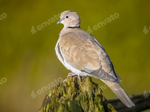 Preview: Eurasian collared dove perched on trunk