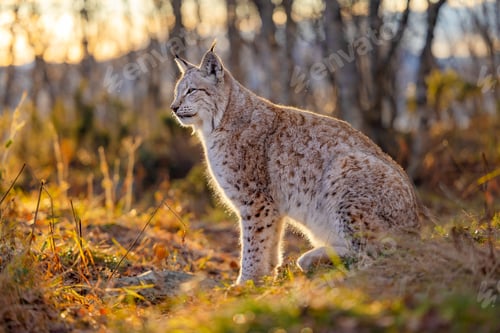 Preview: Eurasian lynx sits in the grass on forest ground in the golden hour light