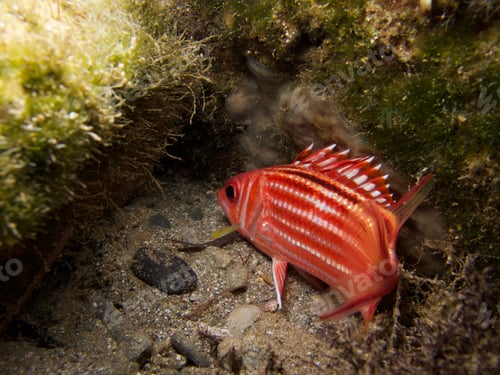 Preview: Squirrel fish from Cyprus