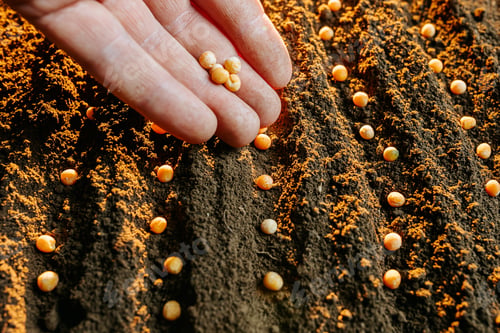 Preview: pea seeds on black soil in rows with the farmer's hand