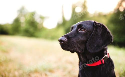 Preview: A close-up of a dog outdoors on a meadow at sunset. Copy space.