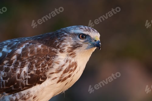 Preview: Common buzzard (Buteo buteo)