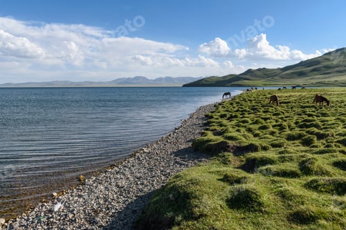 Preview: Horses grazing near a lake in Song kul, Kyrgyzstan.