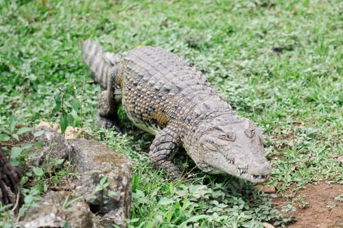 Preview: Crocodile