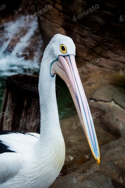 Preview: Australian Pelican
