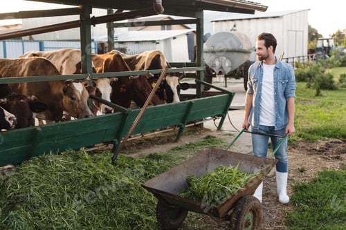 Preview: full length view of farmer with hay in wheelbarrow near cowshed