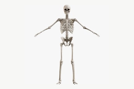 Preview: Detailed Human Male Skeleton Anatomy