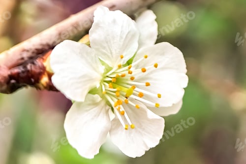Preview: White apple blossoms close-up. Flowering of orchards in spring
