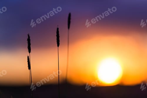 Preview: Grass on the sunset background