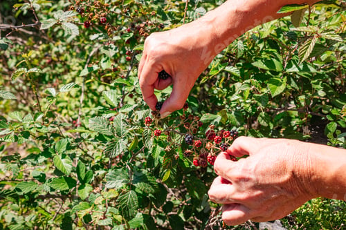 Preview: Picking Fresh Blackberries From Thorny Blackberry Bush