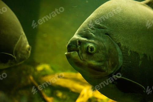 Preview: Pacu fish in aquariu