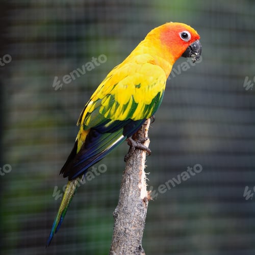 Vista previa: Sun Conure