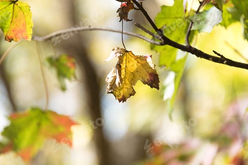 Preview: Beautiful Colorful Autumn Leaves On A Tree