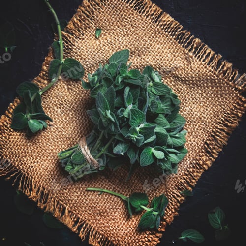 Preview: Fresh green oregano