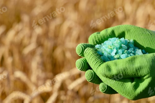 Preview: Farmer hold fertilizers in his hands with wheat field at backgro